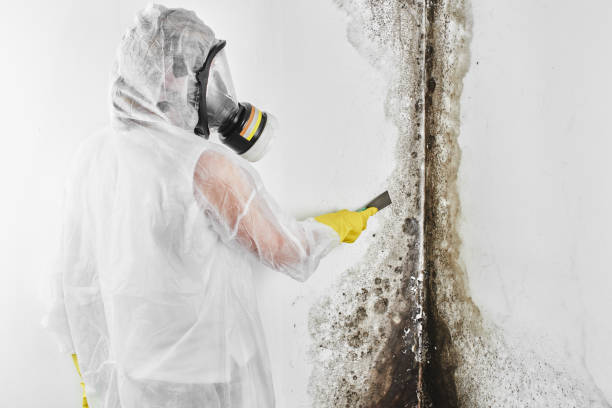 Best Crawl Space Mold Removal  in Tacoma, WA