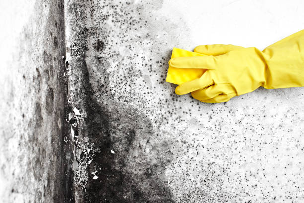 Best Local Mold Removal Service  in Tacoma, WA