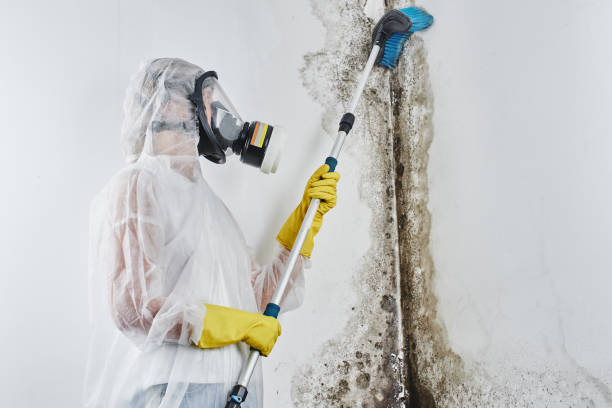 Best Mold Remediation Services  in Tacoma, WA