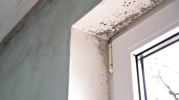 Crawl Space Mold Removal in Tacoma, WA