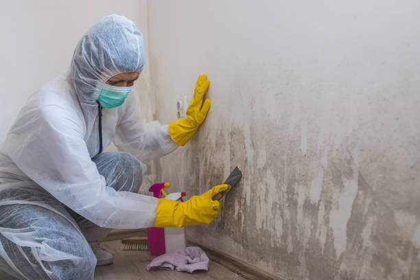 Best Mold Damage Repair  in Tacoma, WA