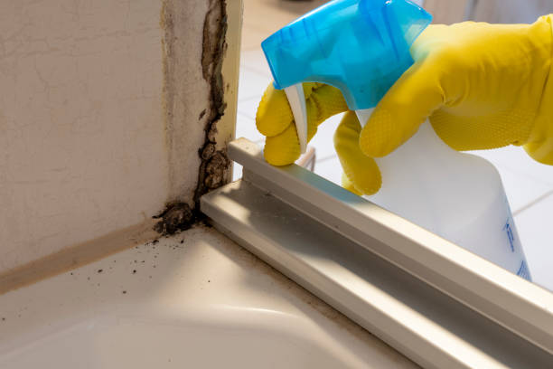 Best Black Mold Removal  in Tacoma, WA