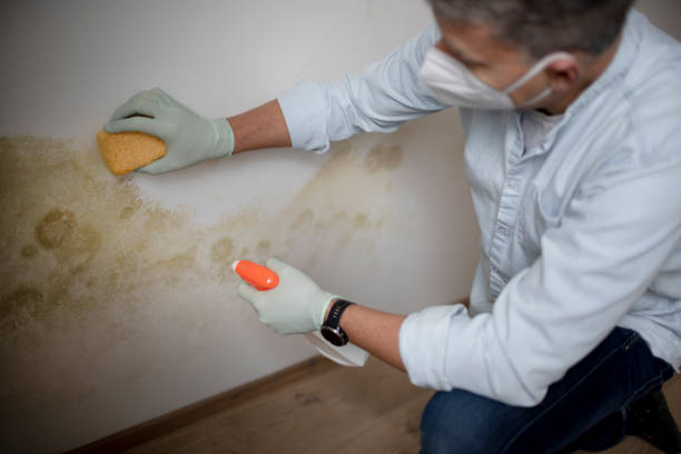 Best Crawl Space Mold Removal  in Tacoma, WA