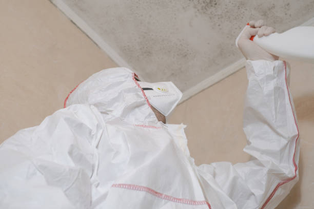 Office Mold Removal Services in Tacoma, WA