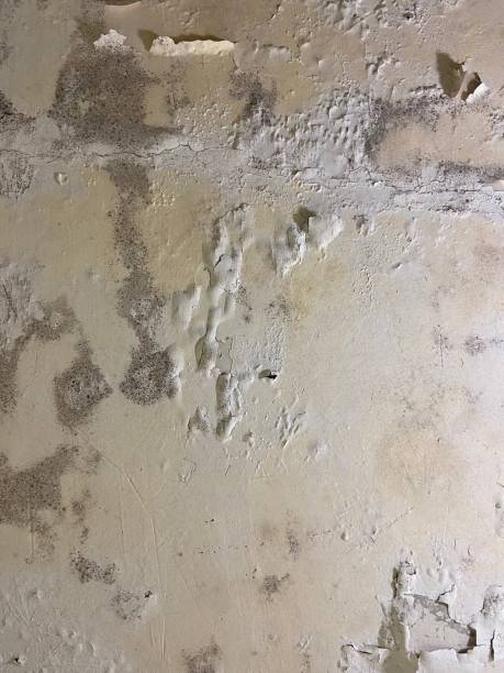 Home Mold Removal in Tacoma, WA