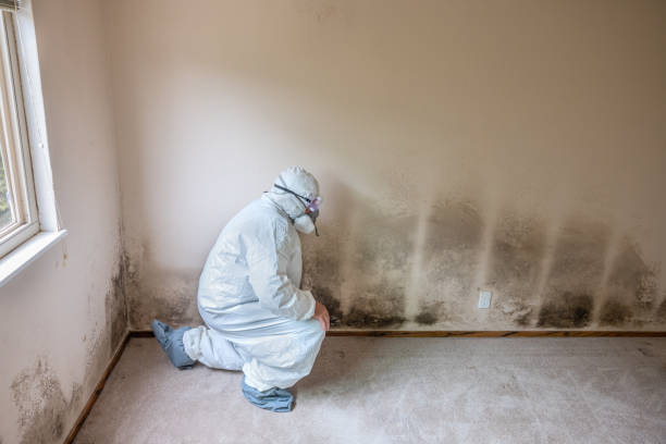Best Same-Day Mold Removal  in Tacoma, WA
