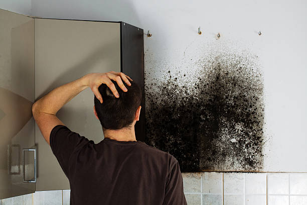 Mold Testing and Removal in Tacoma, WA